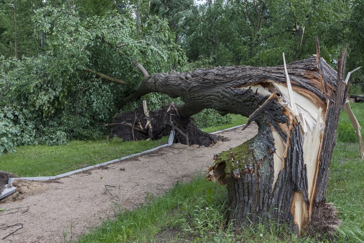 si un árbol cae en un bosque